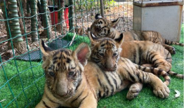 老虎视频,探索动物世界的神秘与魅力