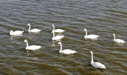 白天鹅视频,自然之美与和谐共生