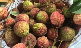 荔枝视频,探索短视频新潮流，引领潮流风向标